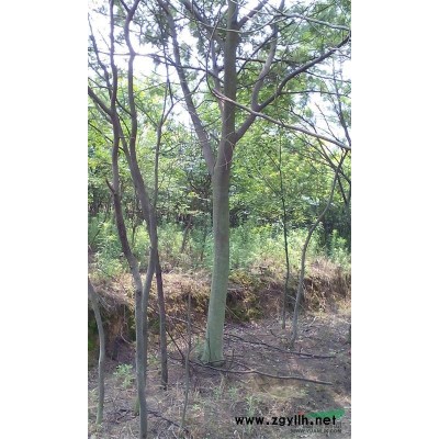 江西杜英出售 .楊梅. 杜英. 桂花. 楓香 .白玉蘭