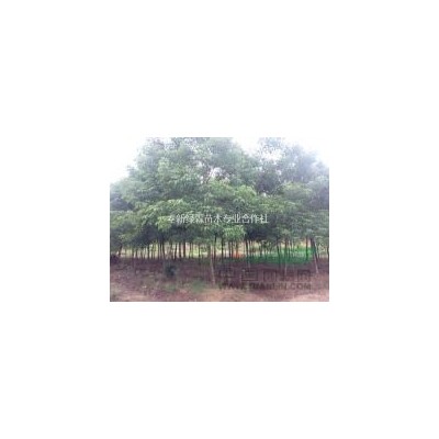 叢生桂花5米-2米冠幅大量出售，12公分-16公分桂花，江西