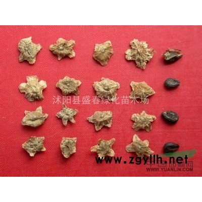 高干女貞種子 當年新采收大葉女貞種子 發芽率有保障