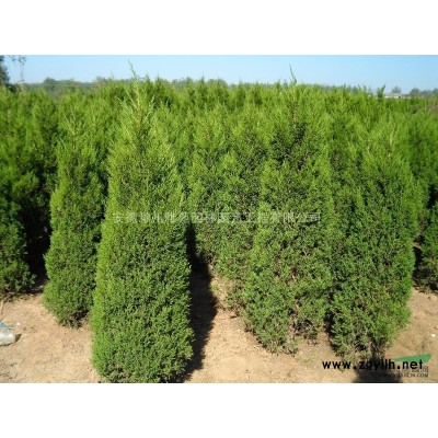 大葉女貞供應/大葉女貞圖片