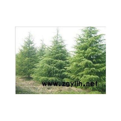 廣玉蘭　白玉蘭　紫玉蘭批發(fā)