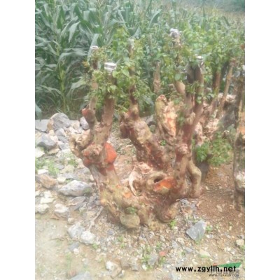 2014年湖南香樟價格，*新香樟報價