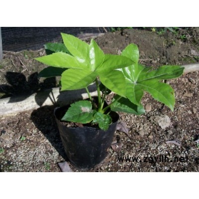 垂柳、金絲垂柳、廣玉蘭 、樂昌含笑、杜英、深山含笑