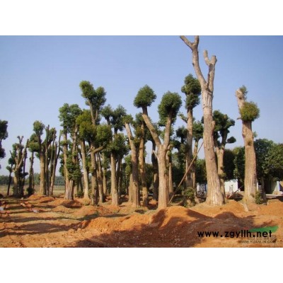 瀏陽樟樹基地 湖南樟樹 湖南香樟樹