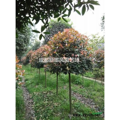 桂花球地籠桂叢生桂花