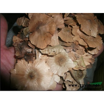 供應：香樟種子