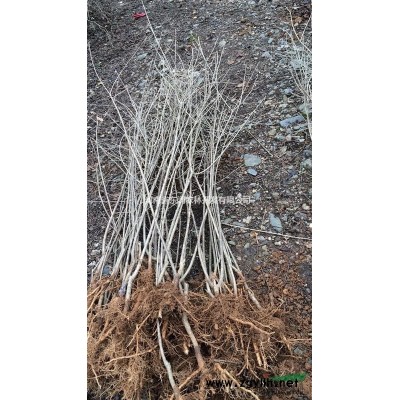 河南東潤3/4公分大葉女貞海量供應