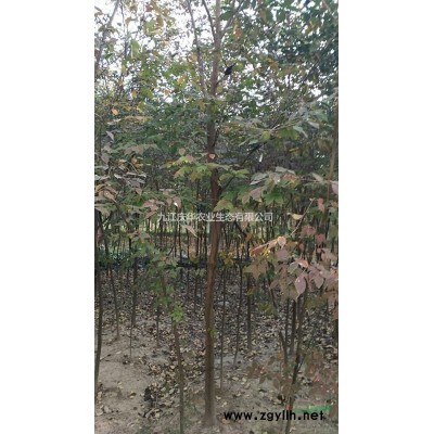 大葉女貞小苗 產地直銷 5公分大葉女貞價格