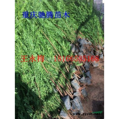 大葉女貞樹地徑3公分