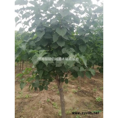 河南大葉女貞苗信息