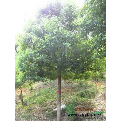 香樟合肥\巢湖香樟、宣城香樟、安慶香樟、銅陵香樟、六安香樟