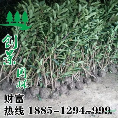 大葉女貞球_大葉女貞批發報價 圖片貨源充足  圖片 基地直銷