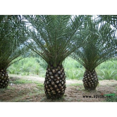 華棕 香樟 盆架子 鳳凰木 加拿利海棗