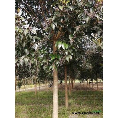 大葉女貞，落羽杉，水杉