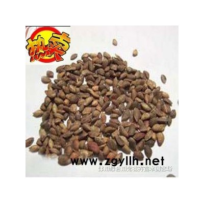 紅楓、紅豆杉、香樟等美國*種子