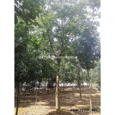 安徽廣德供應10-15大葉女貞，小骨架移栽5年精品苗。