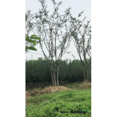 叢生大葉女貞行情報價/叢生大葉女貞圖片展示