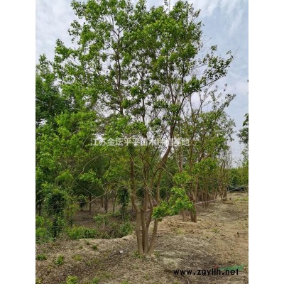 平平苗木基地出售大葉女貞