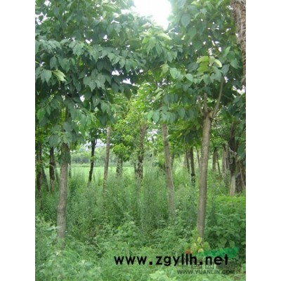 江西九江供應2--20公分大葉女貞