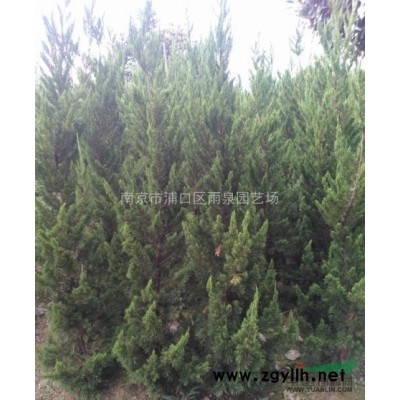 大葉女貞基地，南京10公分大葉女貞價格報價。