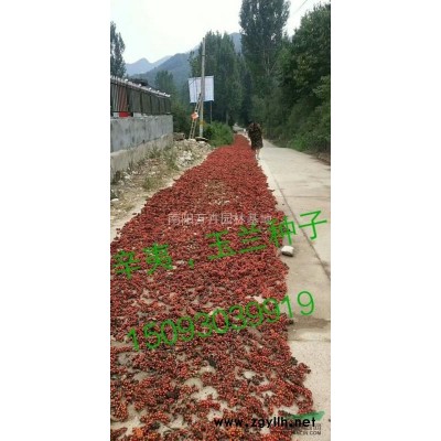 河南大葉女貞基地！供應(yīng)2/3/4/5/6公分大葉女貞