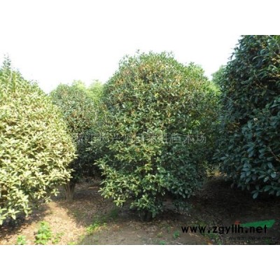 精品桂花圖片\精品桂花報價