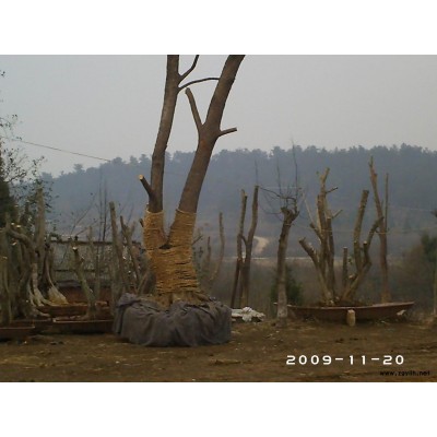 各種規格三角楓、皂角、香樟、紅果冬青等古樹