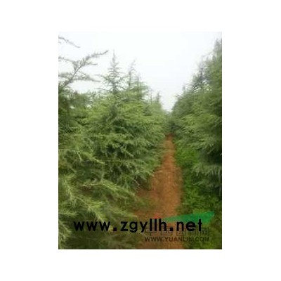 大葉女貞 3.5米雪松價格