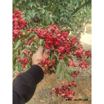 江西九江供應(yīng)5-7公分桂花 無中介