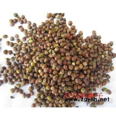 丁香種子、合歡種子、烏桕種子、銀杏種子