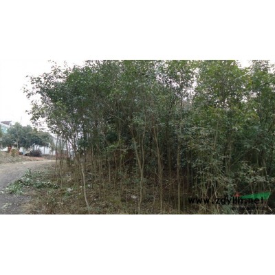 香樟4*新價格/香樟4報價