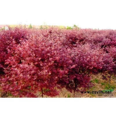 香樟樹；紫薇，桂花，廣玉蘭