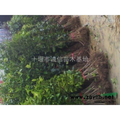 桂花、枇杷、香樟