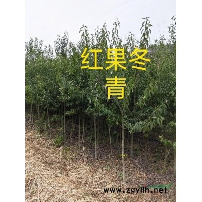 樂(lè)昌含笑，桂花，無(wú)患子，紅豆杉，青楓，楓香等種子