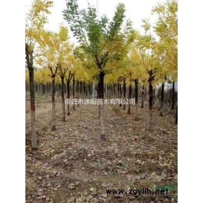 叢生大葉女貞圖片_叢生大葉女貞產(chǎn)地綠化苗木苗圃基地