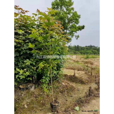 江西金桂 精品金桂 柳葉金桂 九江桂花樹 高桿金桂