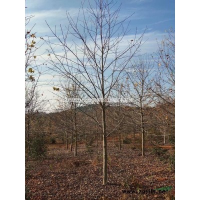 江西桂花/九江桂花/桂花產地/低價供應桂花