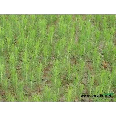 江西九江大葉女貞