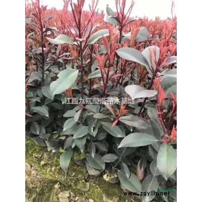 江西桂花樹(shù) 九江桂花基地圖片/江西桂花樹(shù) 九江桂花基地報(bào)價(jià)