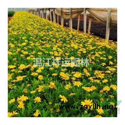 占地處理20公分桂花