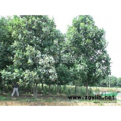 大香樟價格 浙江移栽大香樟價格 30-170公分大香樟供應商