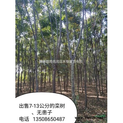 供3-8公分桂花、紫薇，8—20公分欒樹、無患子