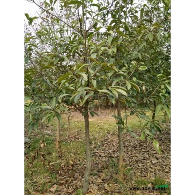 九江大葉女貞價格，九江大葉女貞基地