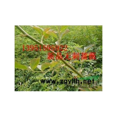 現(xiàn)在種植大葉女貞高桿女貞冬青樹紅葉桃紅葉李廣玉蘭都好賺錢