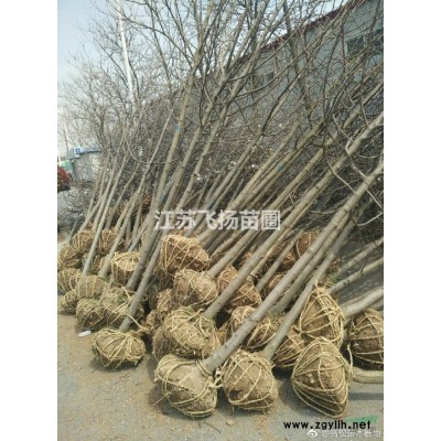 雪松廣玉蘭白玉蘭紅葉石楠女貞大葉女貞