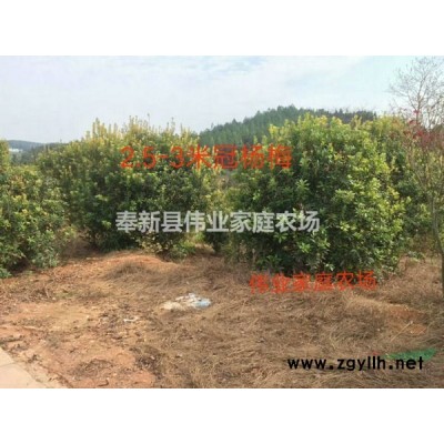 精品桂花D23D24D25D26D27D28公分四季桂八月桂桂花苗圃基地江西奉新偉業苗木