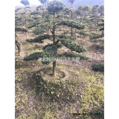 湖北高5米桂花 冠幅5米桂花10000元  高5米桂花價(jià)格