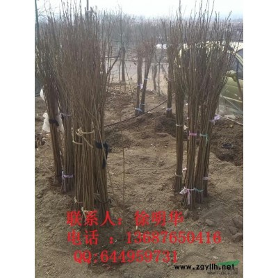  櫻花樹/櫻花小苗 紫薇（百日紅）、大葉女貞；美人梅