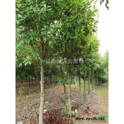 鐘祥市振興苗圃場供應各種規格大葉女貞