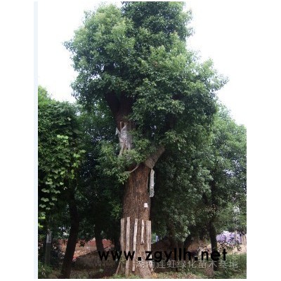 各種規格香樟，移栽香樟，再生香樟